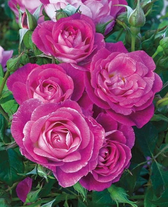 Easy To Please Rose - Rosa floribunda 'Easy To Please' from Sloat Gardens