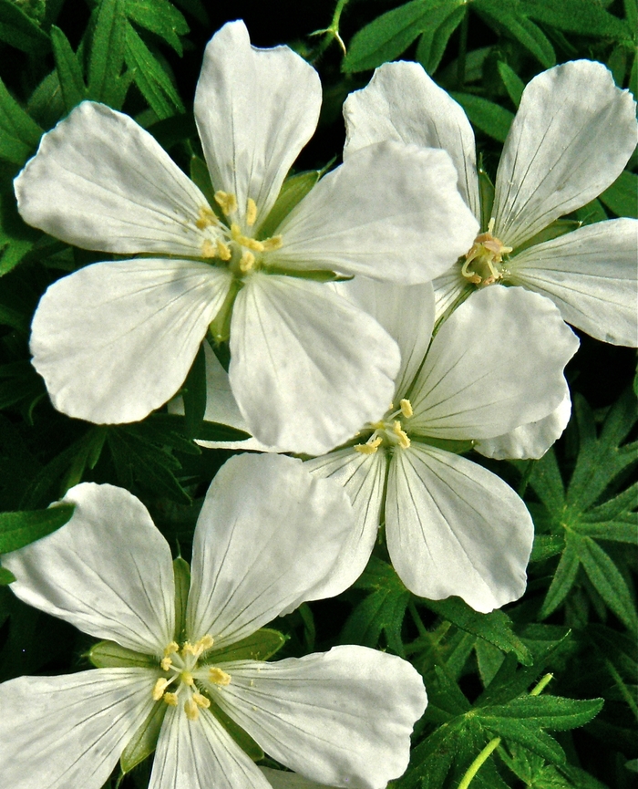 White Cranesbill - Geranium sanguineum 'Album' from Sloat Gardens
