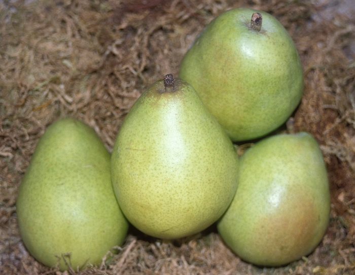 D'Anjou Pear - Pyrus communis 'D'Anjou' from Sloat Gardens