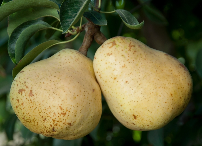 Bartlett Pear - Pyrus communis 'Bartlett' from Sloat Gardens