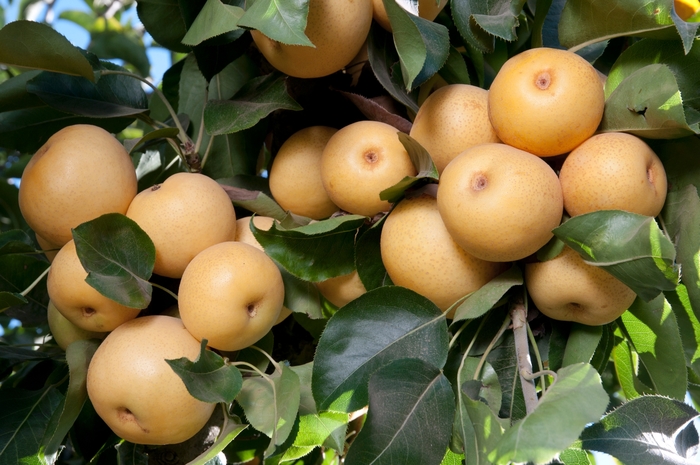 20th Century Asian Pear - Pyrus '20th Century' from Sloat Gardens