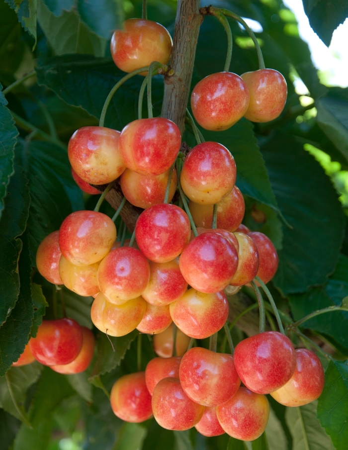Royal Rainier Cherry - Prunus avium 'Royal Rainier' from Sloat Gardens