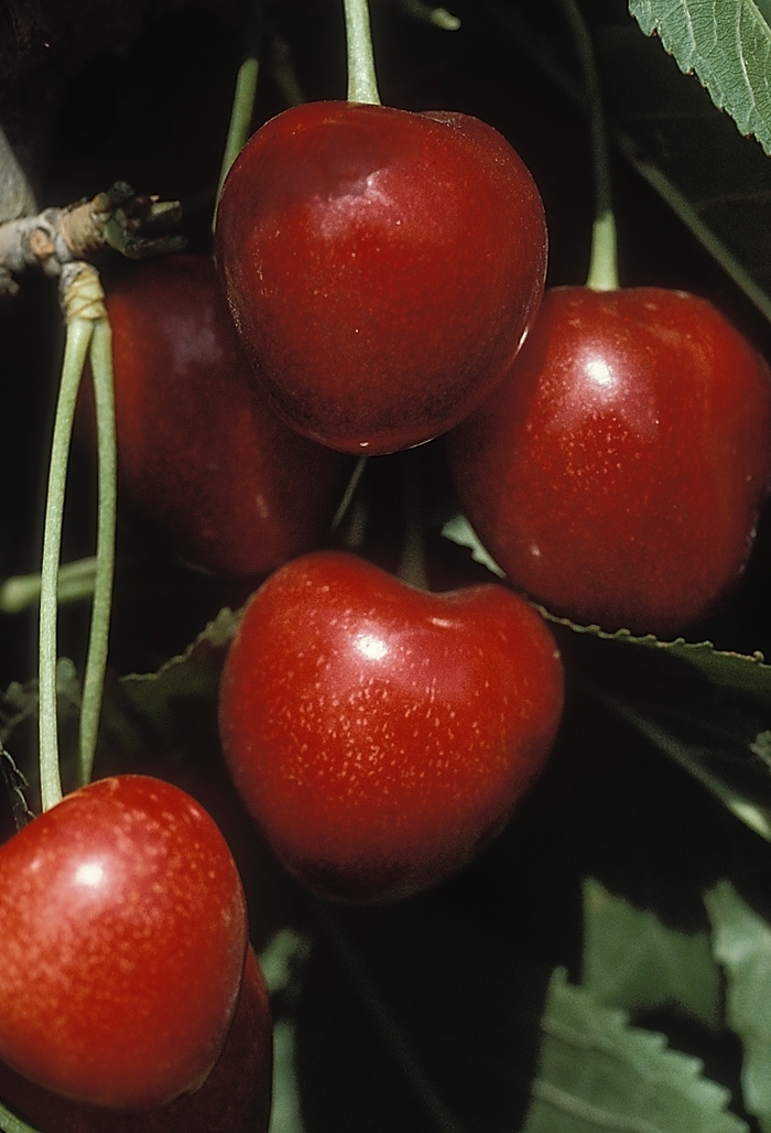 Stella Cherry - Prunus avium 'Stella' from Sloat Gardens
