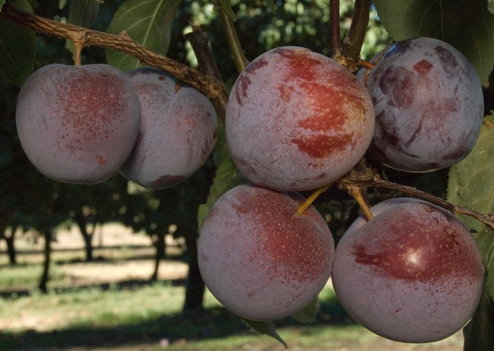 Pluot Flavor King - Plum x Apricot 'Flavor King' from Sloat Gardens