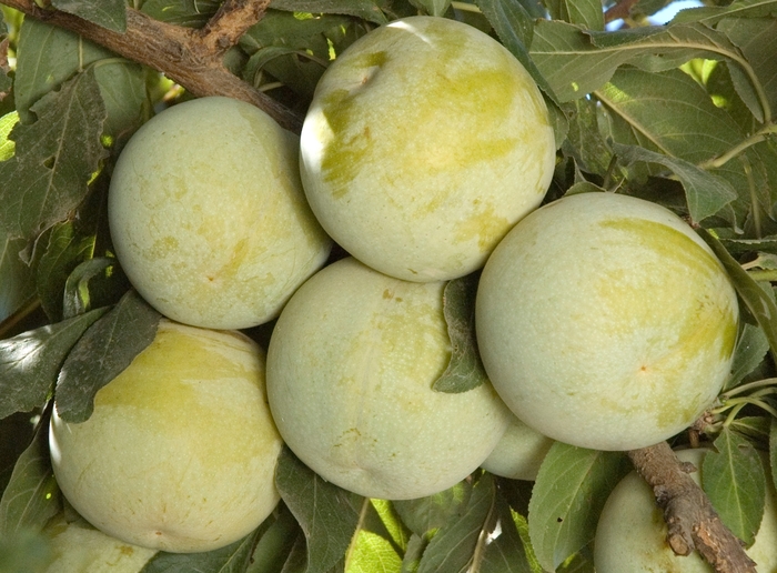 Flavor Queen Pluot - Plum x Apricot 'Flavor Queen' from Sloat Gardens