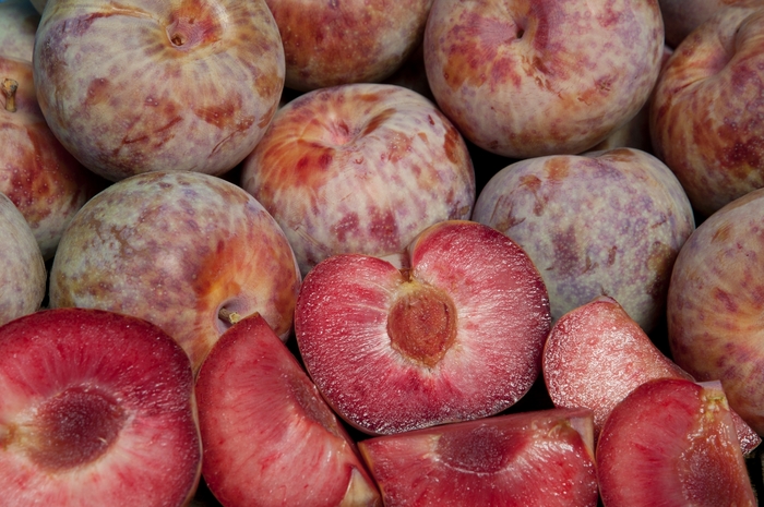 Pluot Dapple Dandy - Plum x Apricot 'Dapple Dandy' from Sloat Gardens