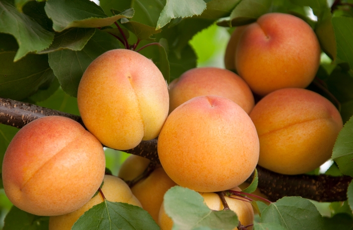 Aprium Flavor Delight - Apricot x Plum 'Flavor Delight' from Sloat Gardens