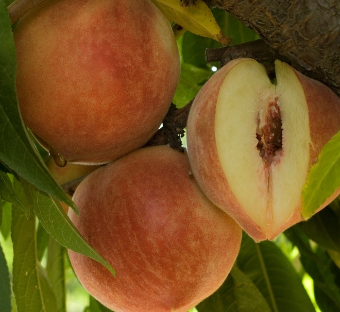 Babcock Peach - Prunus persica 'Babcock' from Sloat Gardens