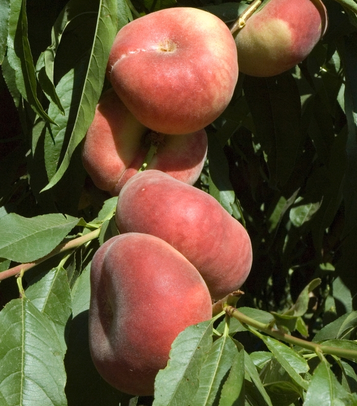 Donut Peach - Prunus persica 'Donut' from Sloat Gardens