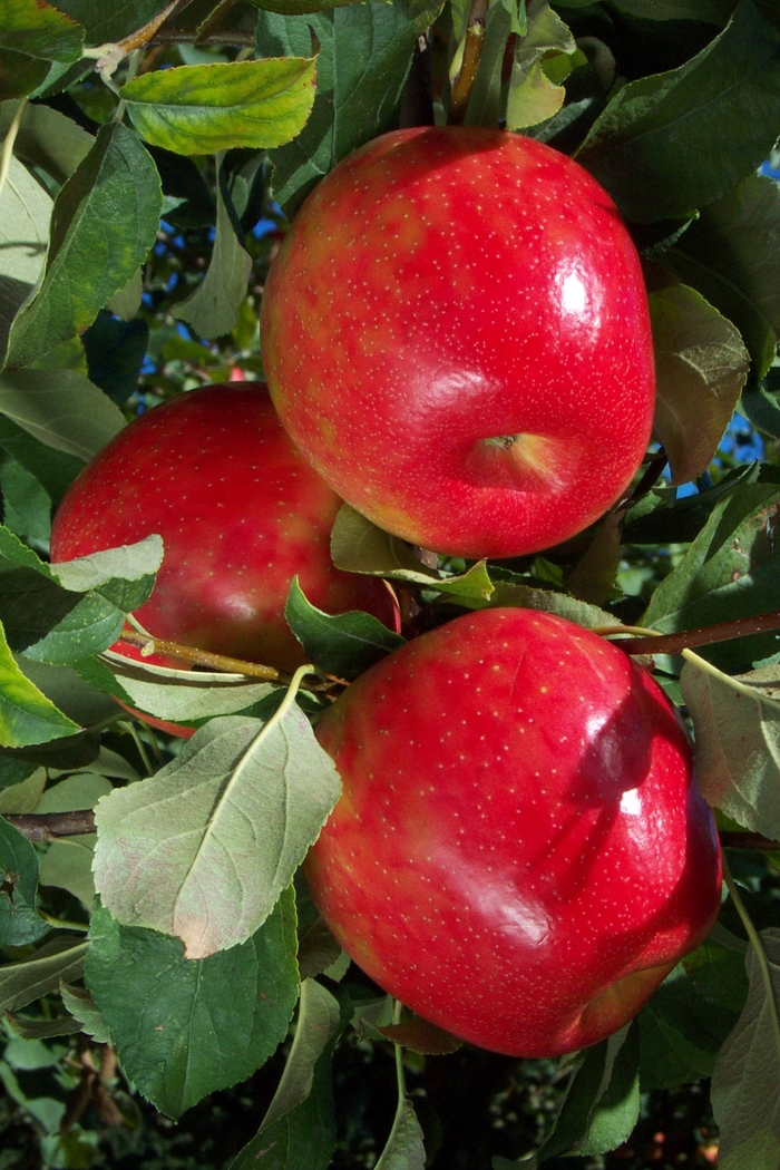 Honeycrisp Apple - Malus 'Honeycrisp' from Sloat Gardens