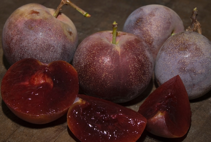 Satsuma Plum - Prunus salicina 'Satsuma' from Sloat Gardens