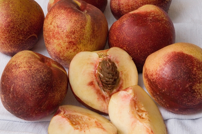 Snow Queen Nectarine - Prunus persica nucipercica 'Snow Queen' from Sloat Gardens