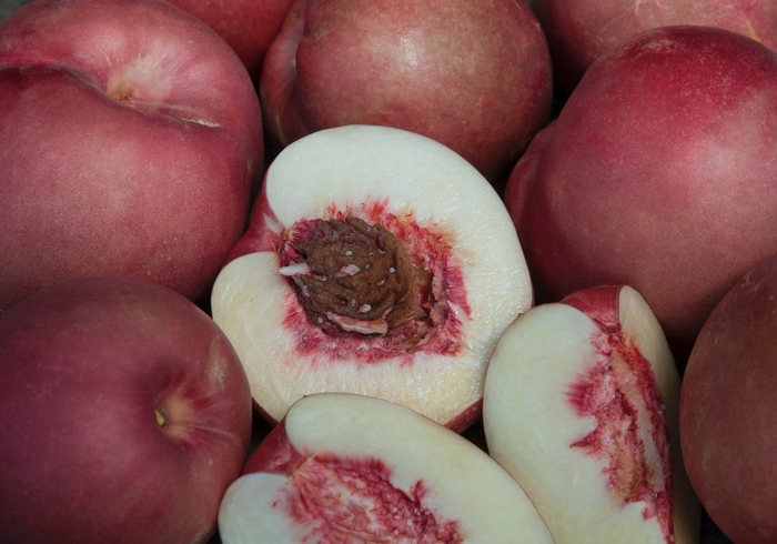Spice Zee Nectarine - Prunus persica nucipercica 'Spice Zee' from Sloat Gardens