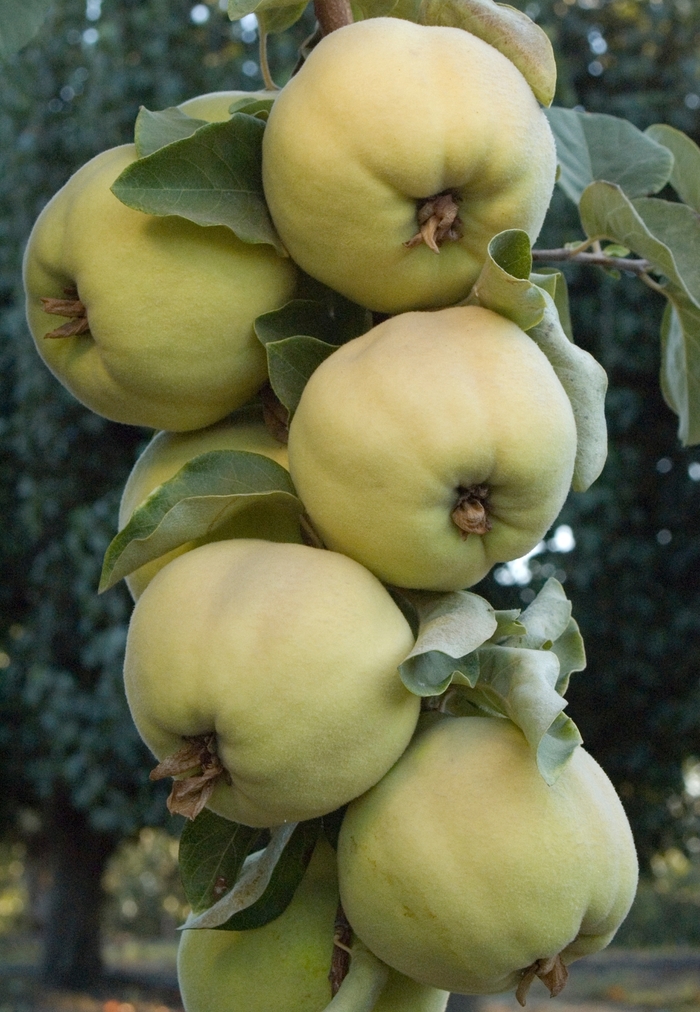 Pineapple Quince - Cydonia oblonga 'Pineapple' from Sloat Gardens