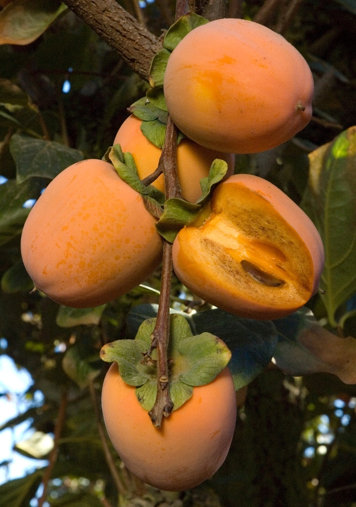 Chocolate Persimmon - Diospyros kaki 'Chocolate' from Sloat Gardens