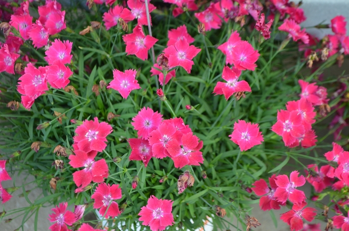 Carnation - Dianthus 'Kahori Scarlet®' from Sloat Gardens