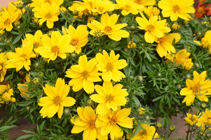 Bidens ferufolia 'Pop Star' - Bidens ferufolia 'Pop Star' from Sloat Gardens