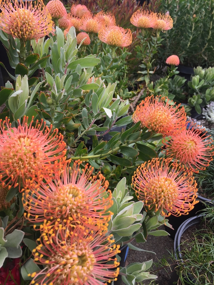 Pincushion - Leucospermum cordifolium 'Salmon Bud' from Sloat Gardens