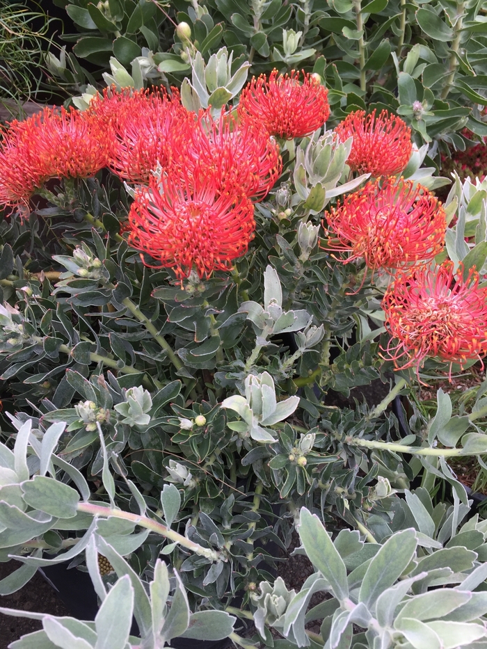 Red Pincushion - Leucospermum cordifolium 'Red Form' from Sloat Gardens