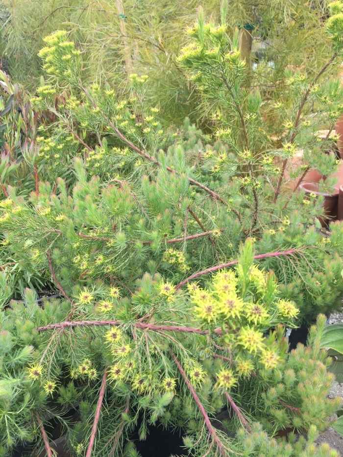 Honey Myrtle - Melaleuca incana 'Prostrate Form' from Sloat Gardens