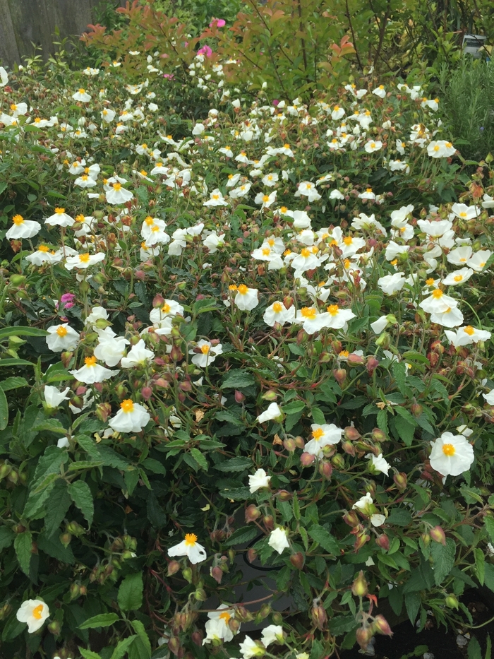White Rockrose - Cistus corbariensis from Sloat Gardens