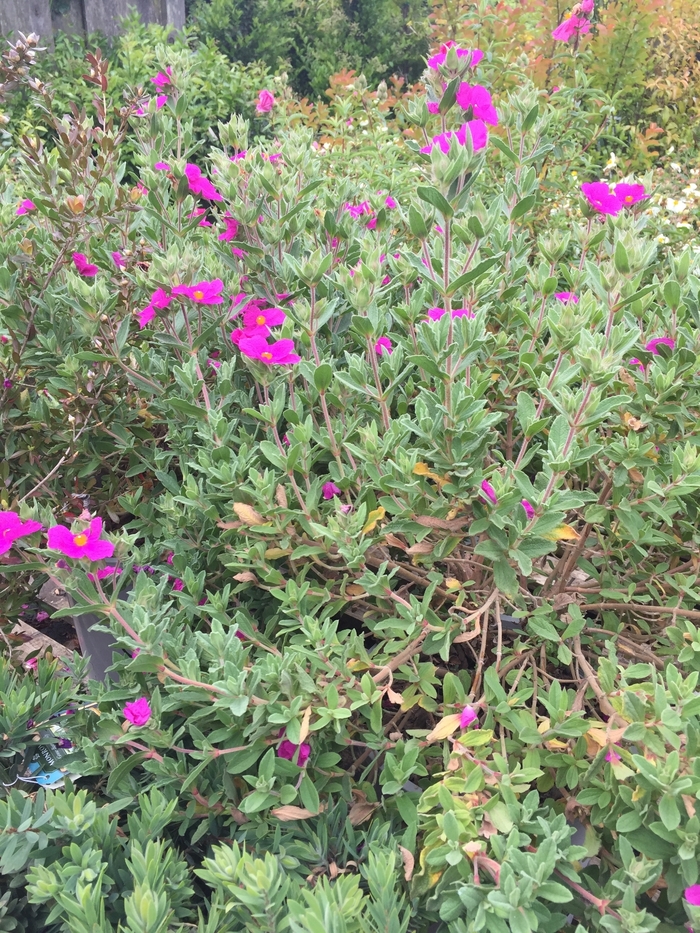 Pink Rockrose - Cistus 'Santa Cruz' from Sloat Gardens