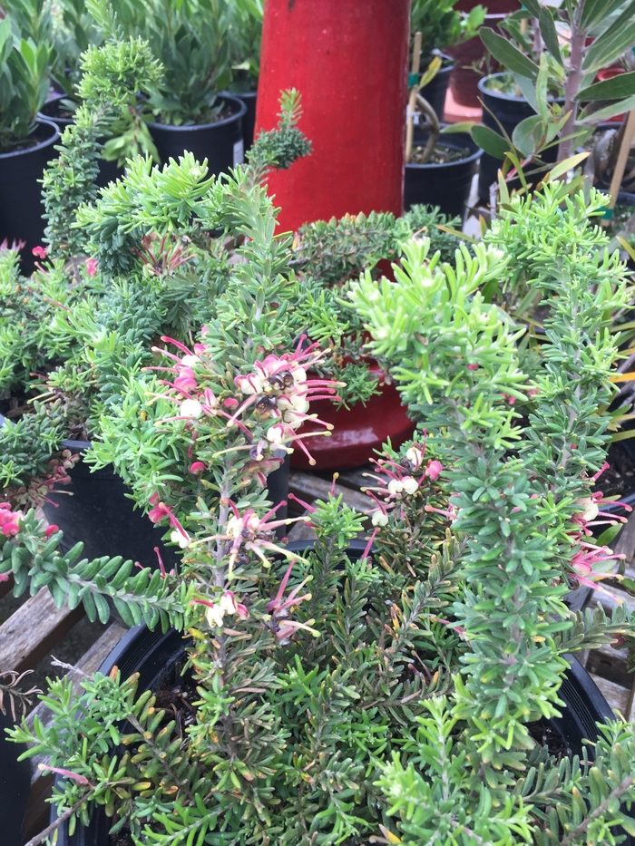 Wooly Grevillea - Grevillea lanigera 'Coastal Gem' from Sloat Gardens