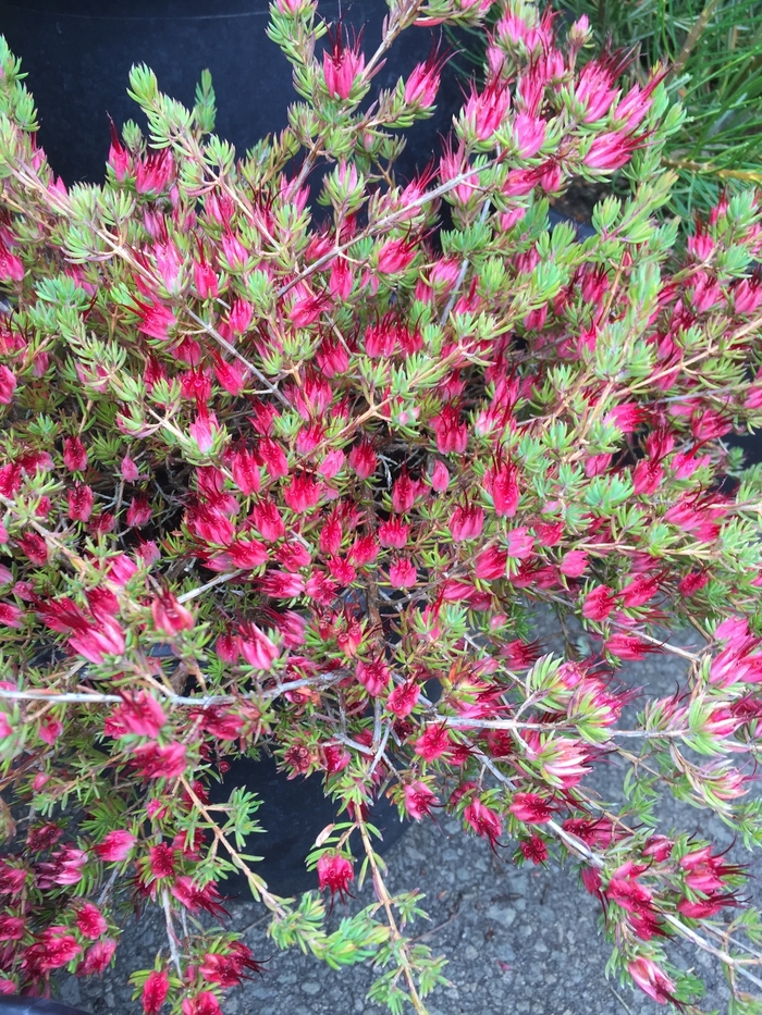 Medusa Grevillea - Grevillea nudiflora 'Medusa' from Sloat Gardens