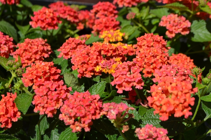Bloomify™ Red - Lantana camara from Sloat Gardens