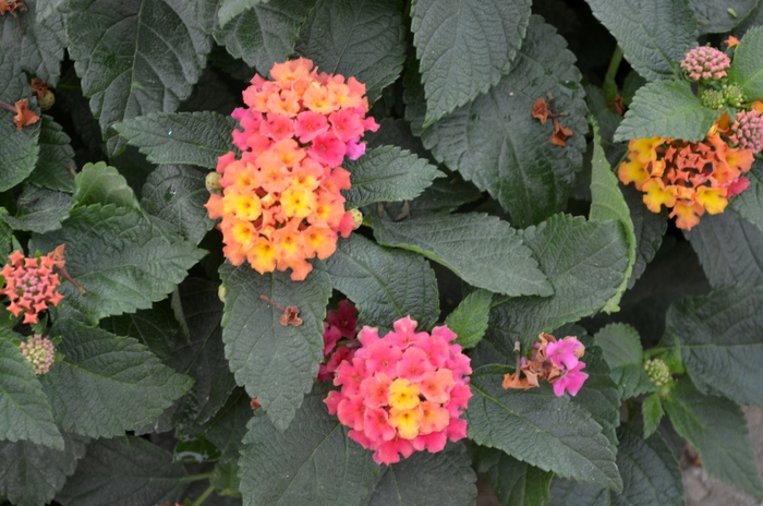 Bloomify™ Rose - Lantana camara from Sloat Gardens