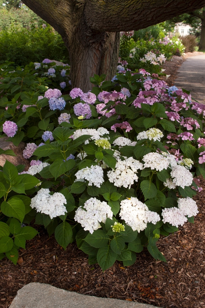Blushing Bride Hydrangea - Hydrangea macrophylla Blushing Bride from Sloat Gardens