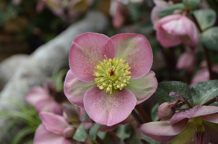 Frostkiss™ Lenton Rose - Helleborus 'Pippa's Purple™' from Sloat Gardens