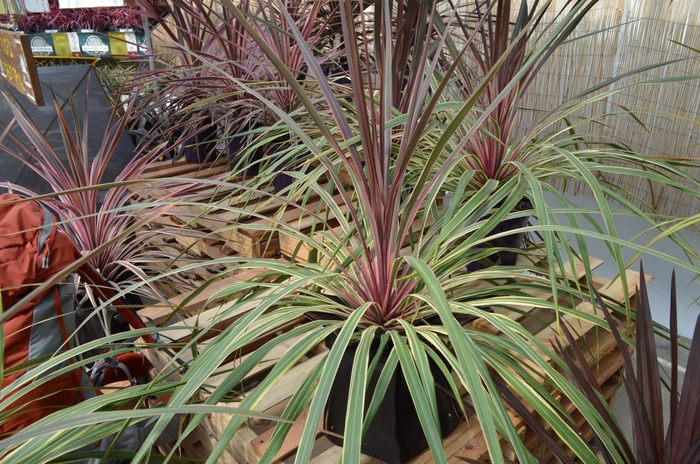 Dance™ Torbay Palm - Cordyline 'Can Can' from Sloat Gardens