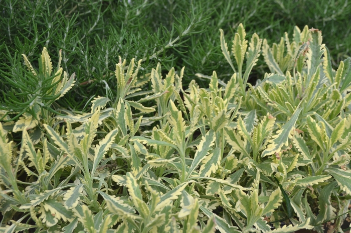 'Meerlo' Lavender - Lavandula allardii 'Meerlo' from Sloat Gardens