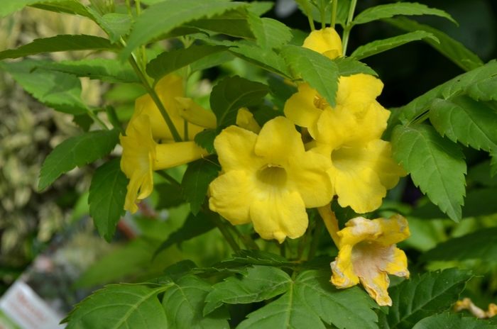Yellow Bells - Tecoma 'Lydia' from Sloat Gardens