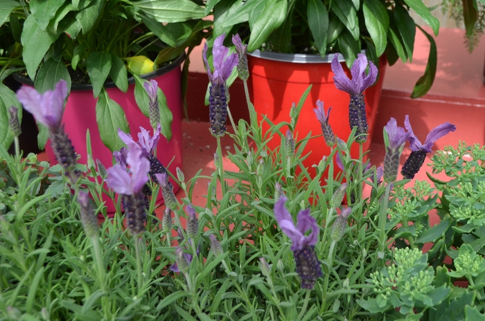 Spanish Lavender - Lavandula stoechas 'Javelin Forte Deep Purple' from Sloat Gardens