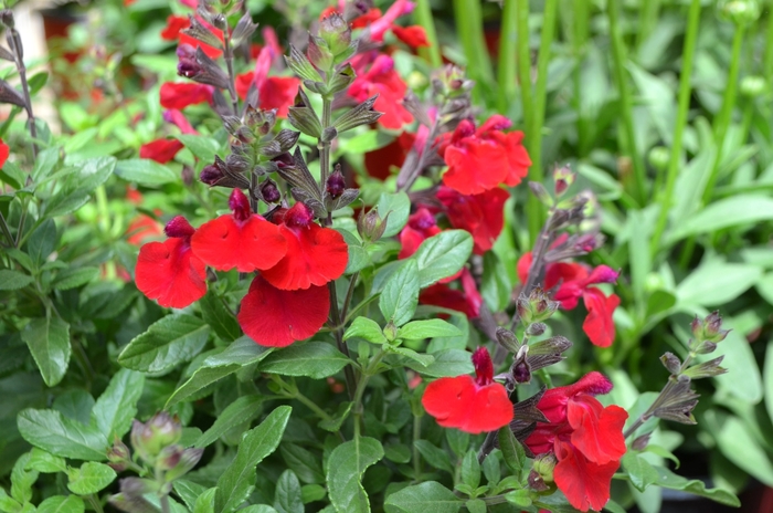 Sage - Salvia greggii 'Mirage™ Cherry Red' from Sloat Gardens