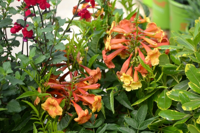 Tecoma - Tecoma 'Bells of Fire' from Sloat Gardens