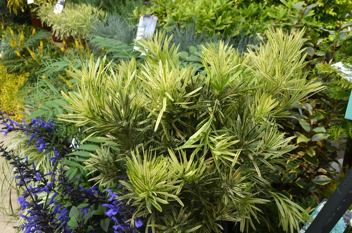 Yew Pine - Podocarpus macrophyllus from Sloat Gardens
