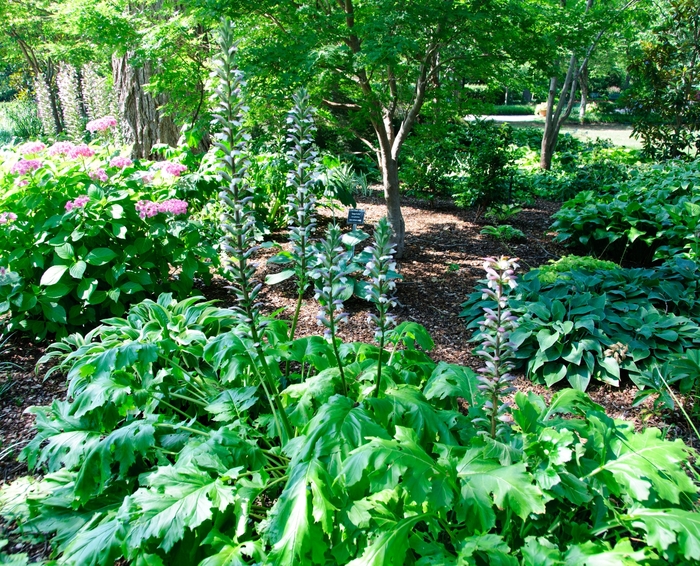 Bear's Breeches - Acanthus mollis from Sloat Gardens