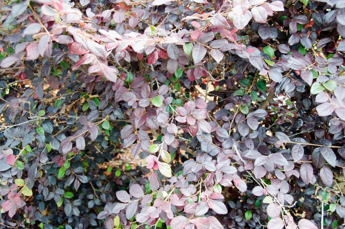 Chinese Fringe Flower - Loropetalum chinense 'Ever Red' from Sloat Gardens