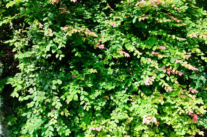 Chinese Fringeflower - Loropetalum chinense var. rubrum 'Blush' from Sloat Gardens Chinese Fringeflower - Loropetalum chinense var. rubrum 'Blush' from Sloat Gardens