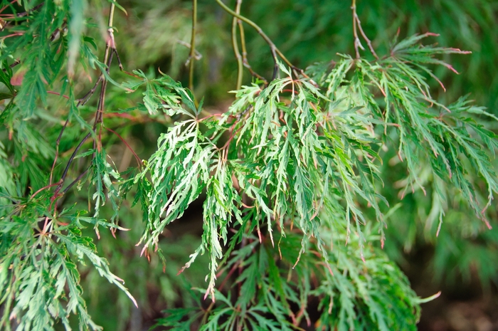 Ever Red Japanese Cut-Leaf Maple - Acer palmatum dissectum 'Inabe Shirdare' from Sloat Gardens