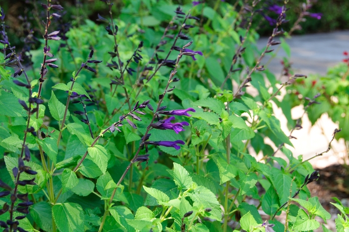 'Amistad' Friendship Sage - Salvia from Sloat Gardens