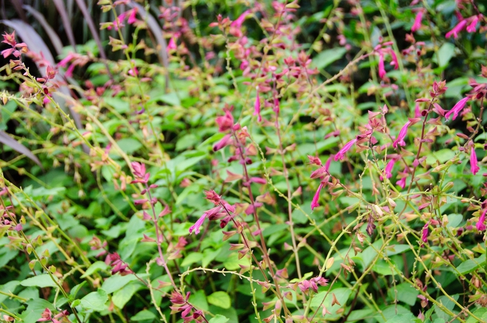 Wendy's Wish Sage - Salvia hybrid 'Wendy's Wish' from Sloat Gardens