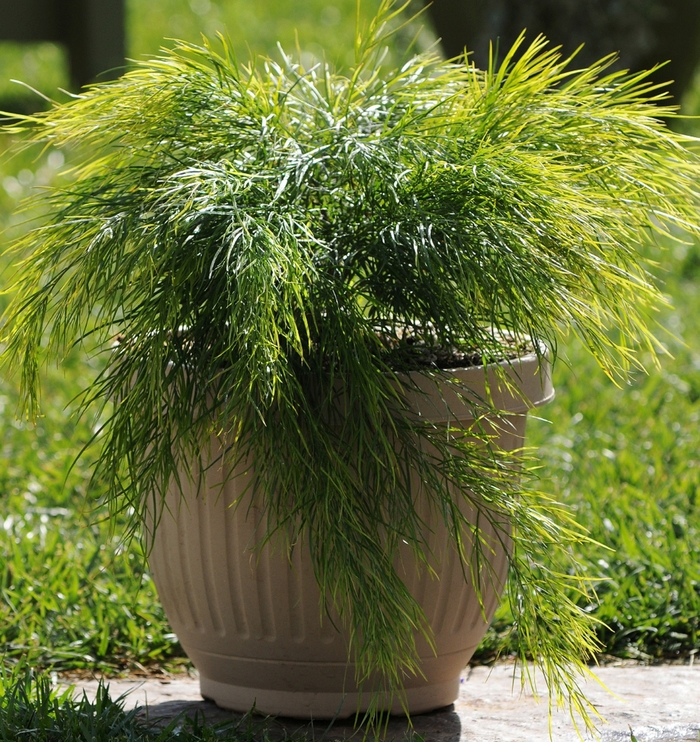'Cousin Itt' River Wattle - Acacia cognata 'Cousin Itt' from Sloat Gardens