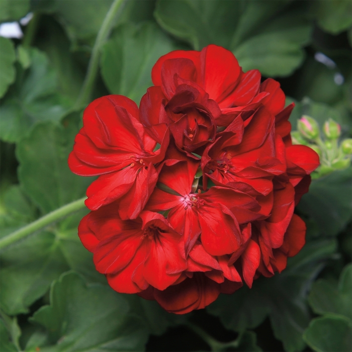 Interspecific Geranium - Pelargonium 'Calliope® Medium Dark Red' from Sloat Gardens
