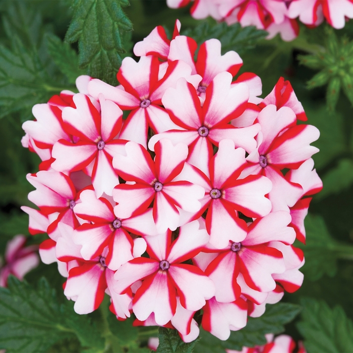Verbena - Verbena hybrida 'Lanai® Candy Cane' from Sloat Gardens