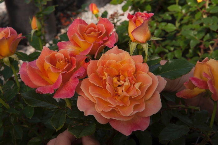Rosie the Riveter Rose - Rosa floribunda 'Rosie the Riveter' from Sloat Gardens