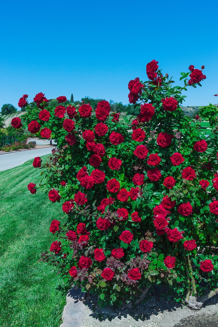 Climbing Lady in Red Rose - Rosa climber 'Lady in Red' from Sloat Gardens